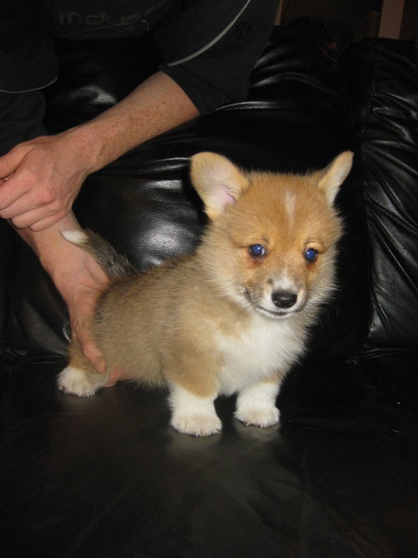 Puppies